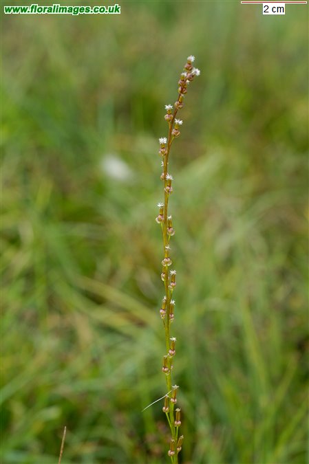 Triglochin palustris