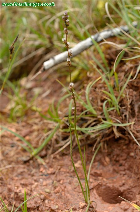 Triglochin palustris