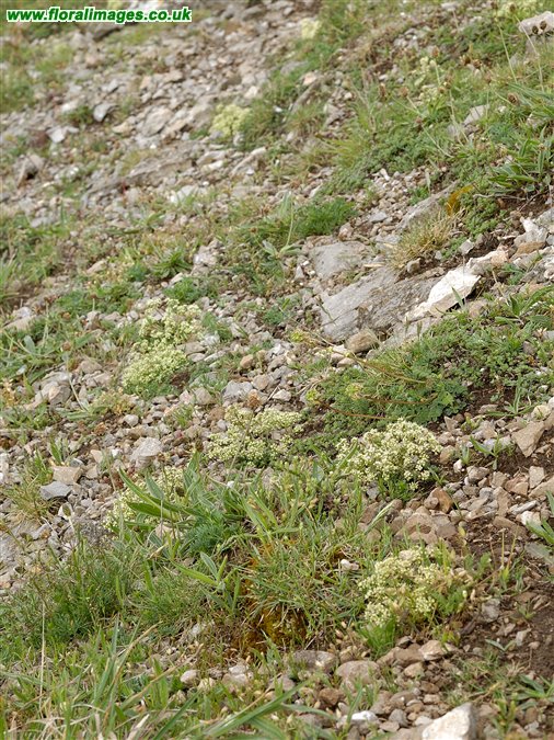 Trinia glauca