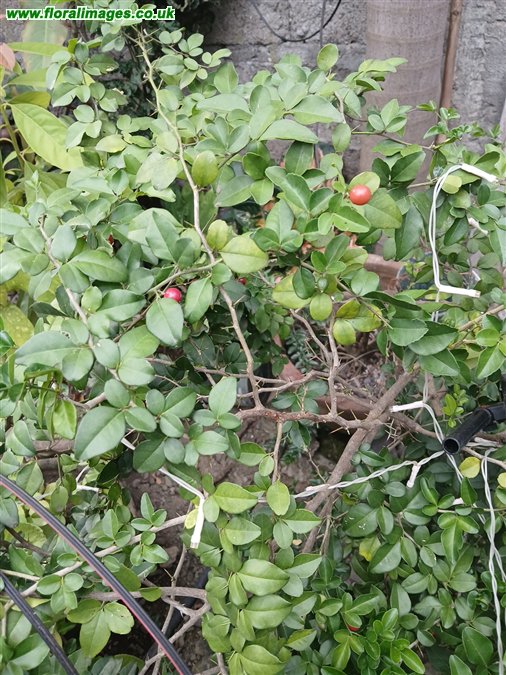 Triphasia trifolia