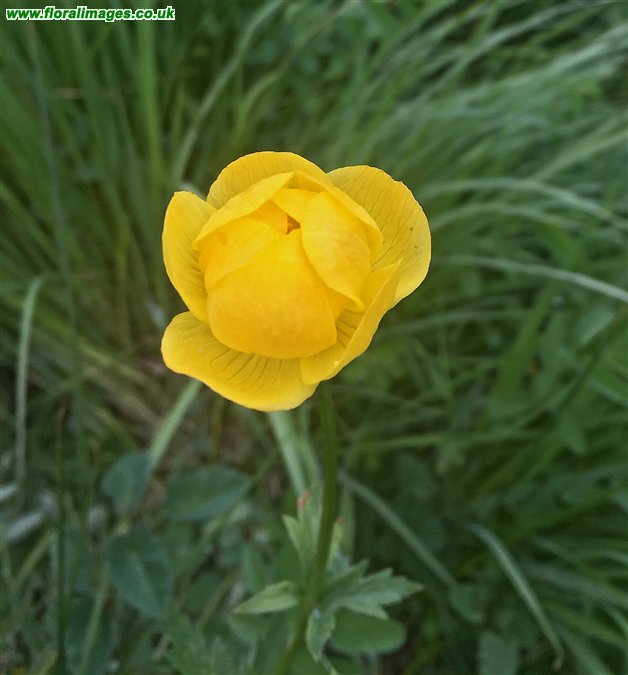 Trollius europaeus