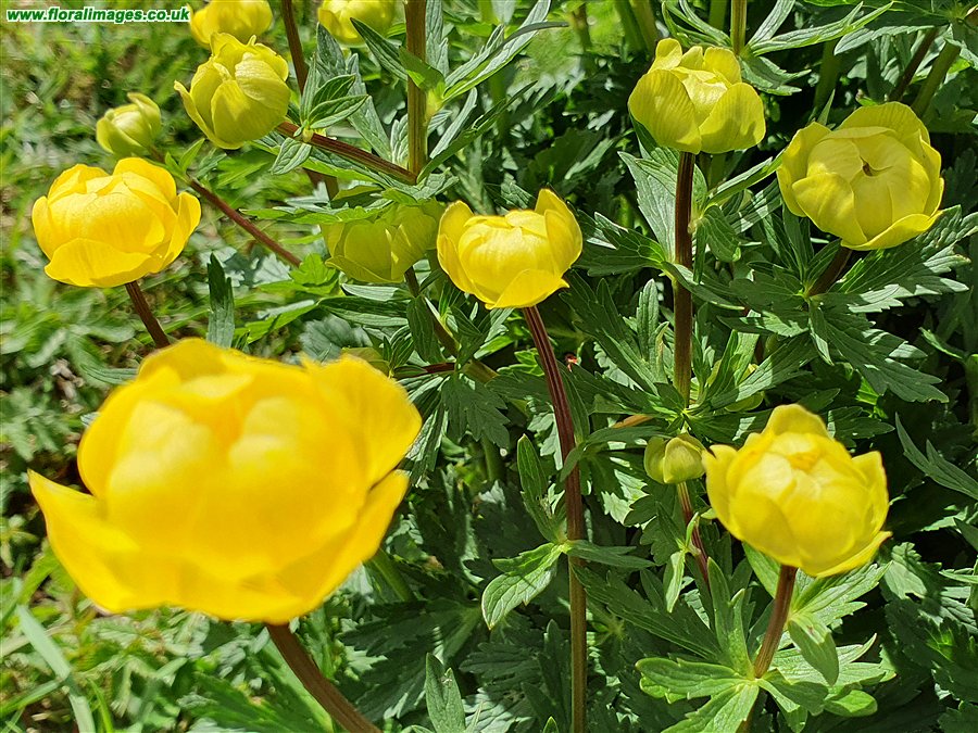 Trollius europaeus