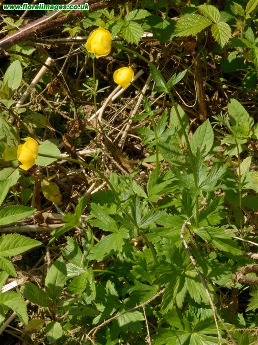 Trollius europaeus