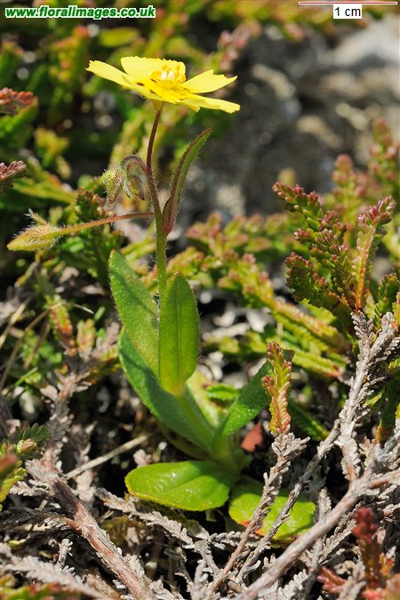 Tuberaria guttata
