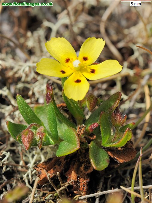 Tuberaria guttata