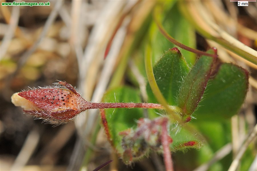 Tuberaria guttata