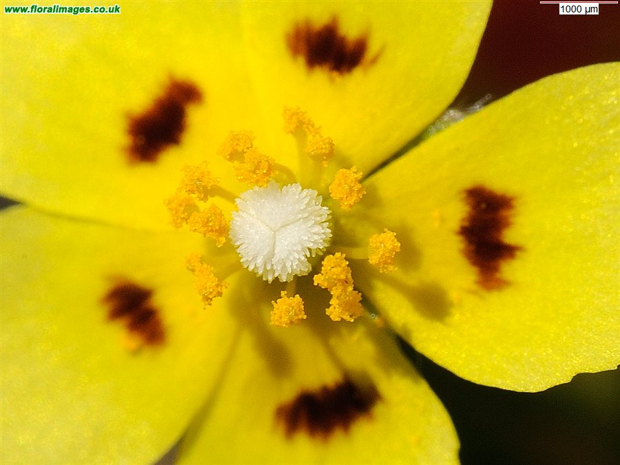 Tuberaria guttata