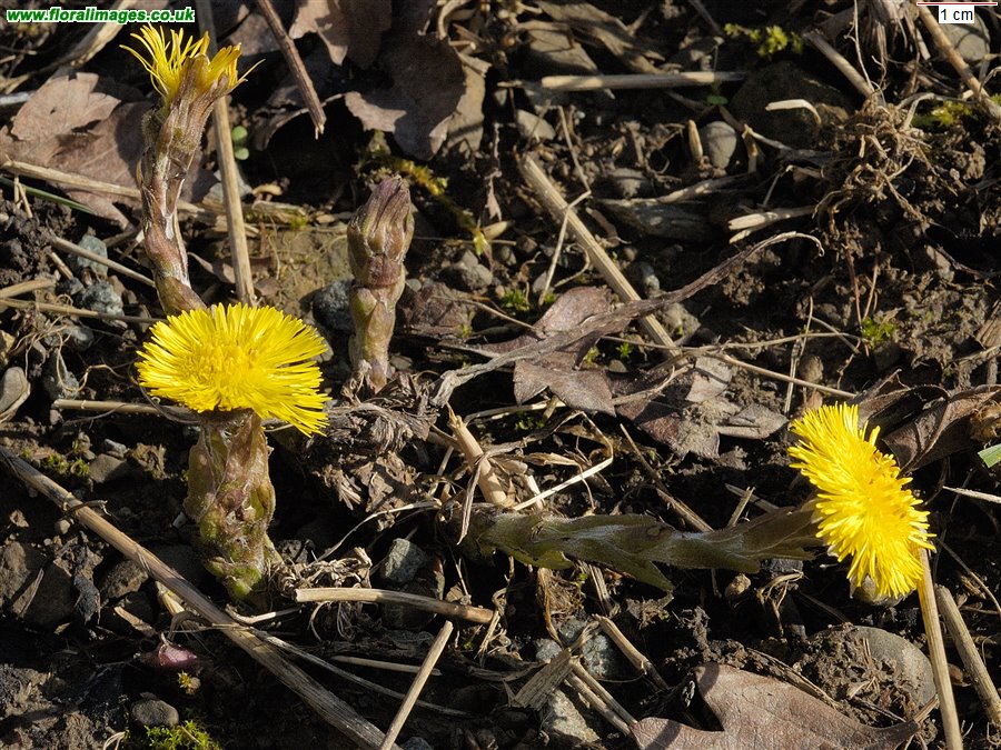 Tussilago farfara