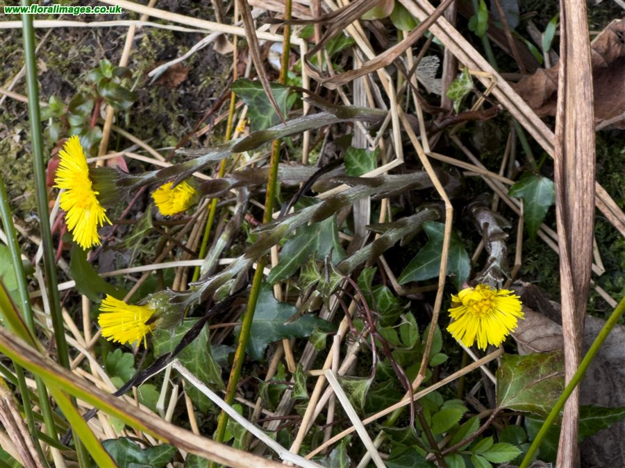Tussilago farfara