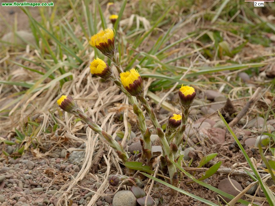 Tussilago farfara
