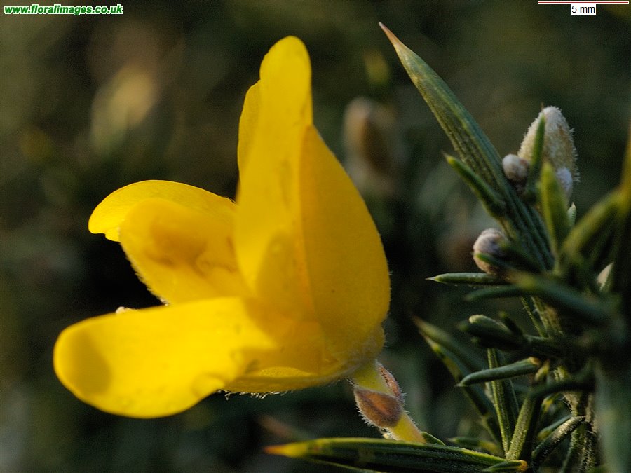 Ulex europaeus