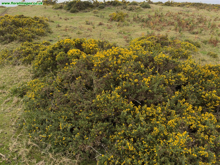 Ulex gallii