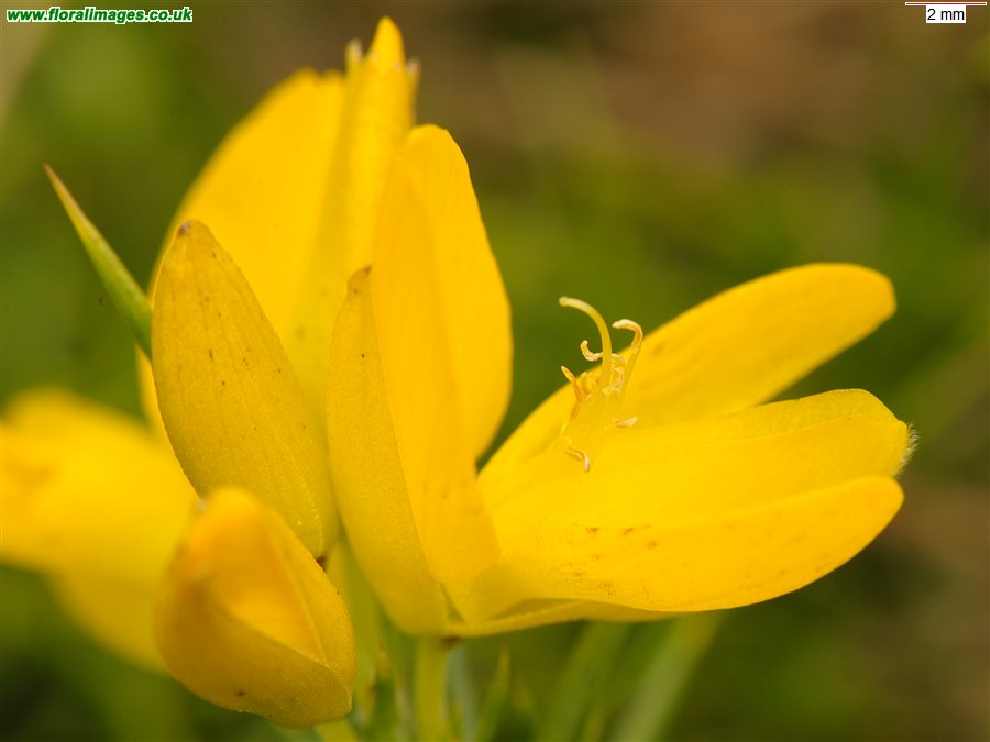 Ulex gallii