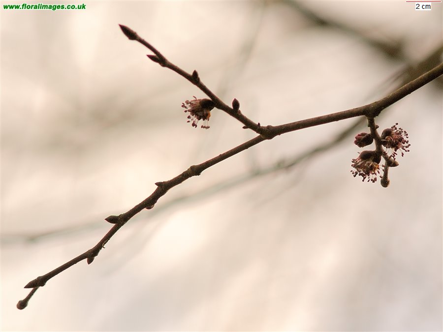 Ulmus glabra