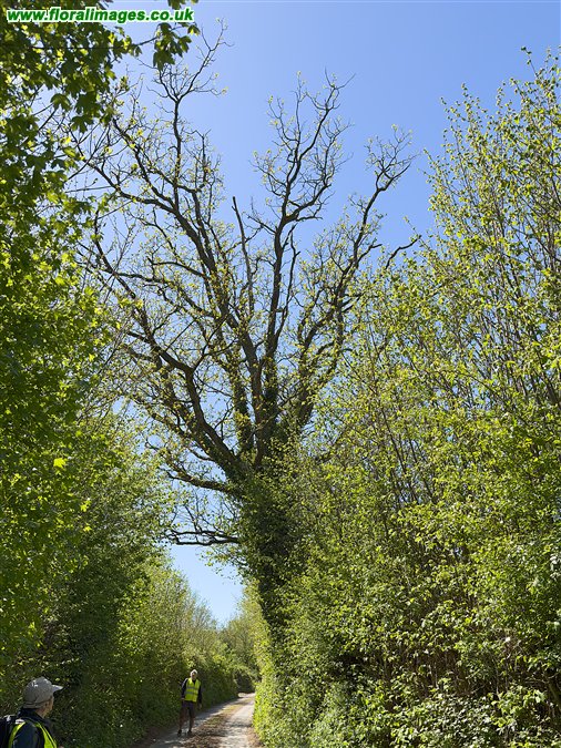 Ulmus glabra