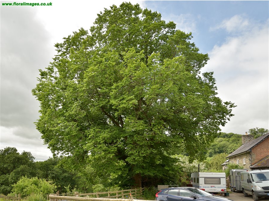 Ulmus minor