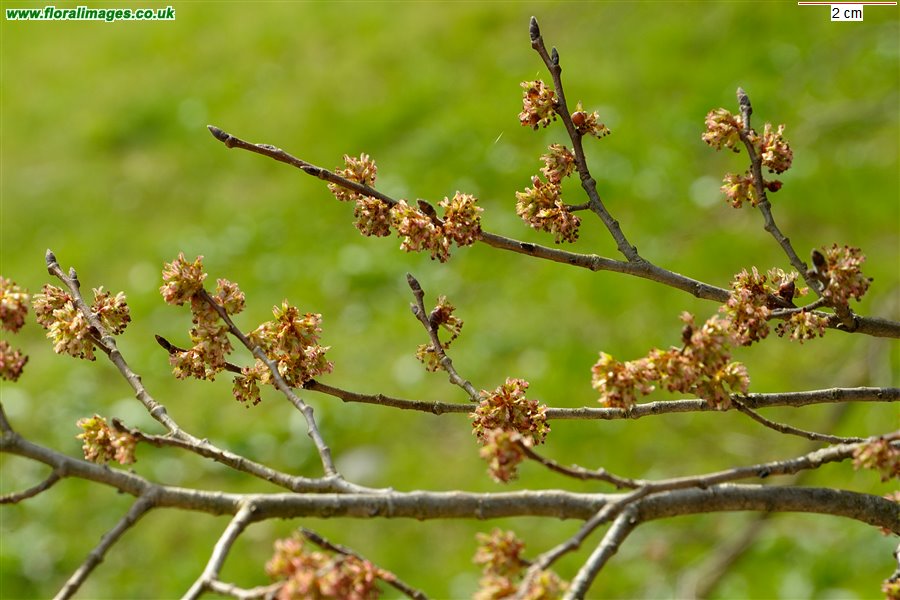 Ulmus minor