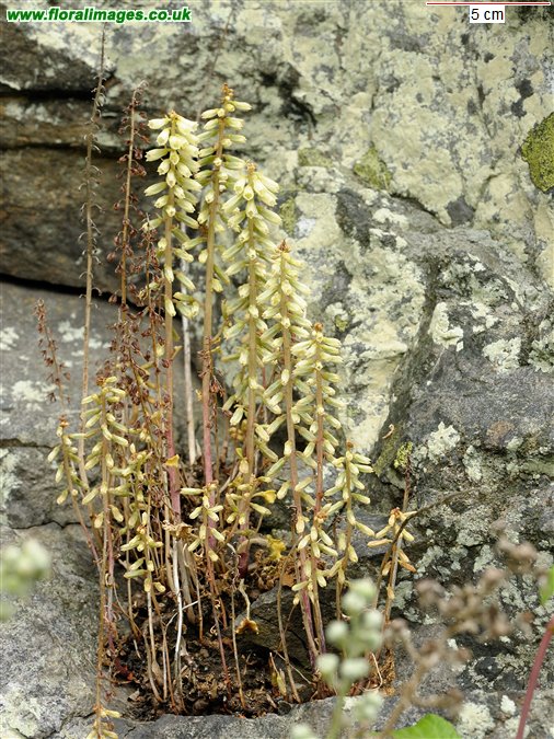 Umbilicus rupestris