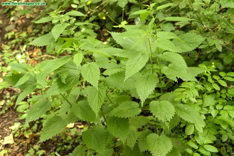 Urtica dioica