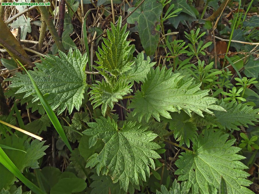 Urtica dioica