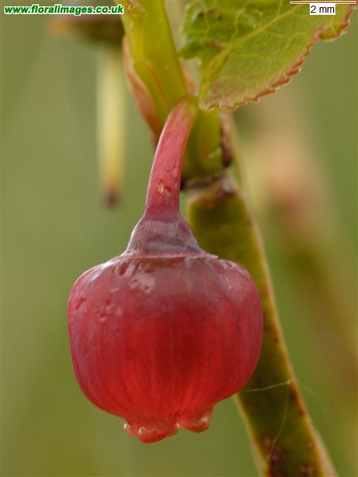 Vaccinium myrtillus
