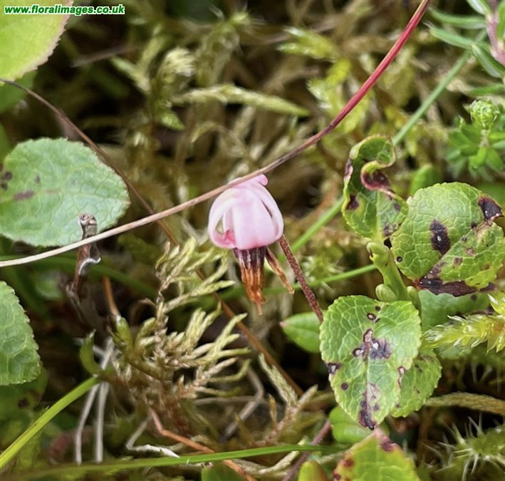 Vaccinium oxycoccos