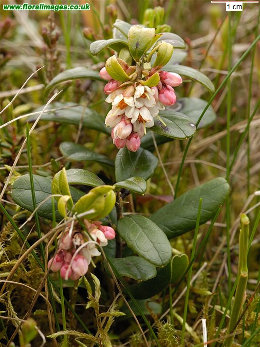 Vaccinium vitis-idaea