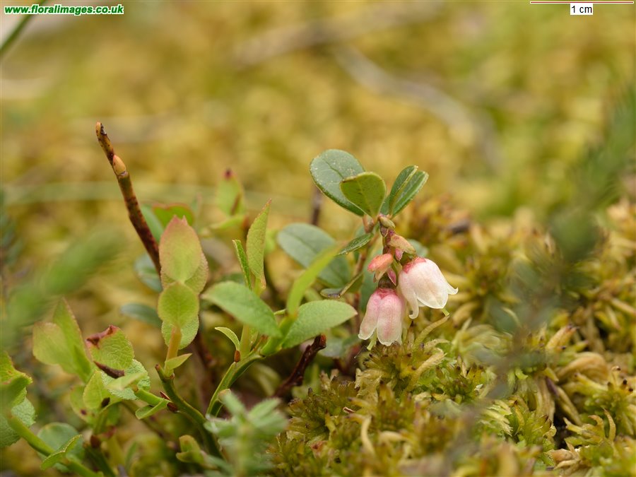 Vaccinium vitis-idaea