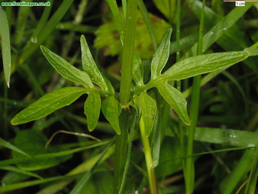 Valeriana dioica