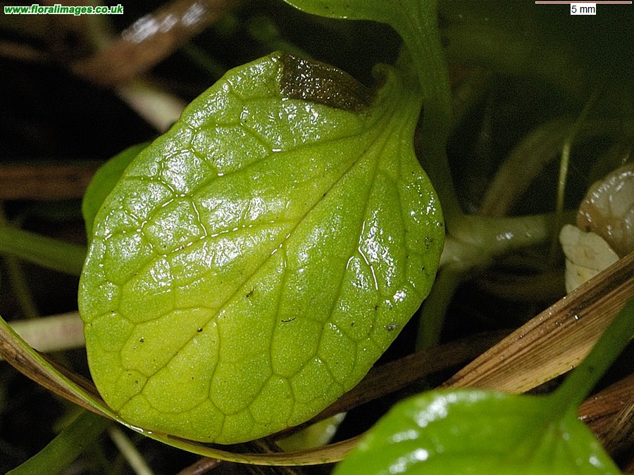 Valeriana dioica