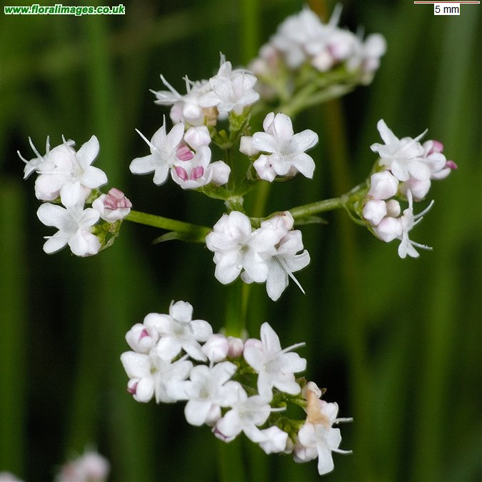 Valeriana dioica