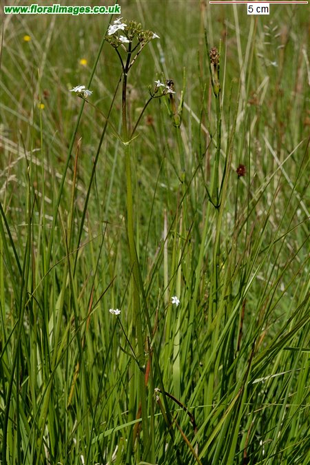 Valeriana dioica