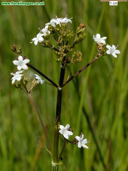 Valeriana dioica