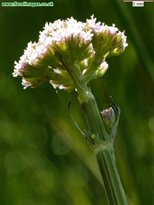 Valeriana dioica