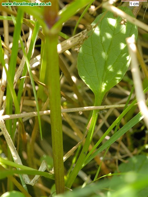 Valeriana dioica