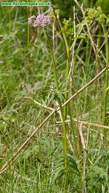 Valeriana officinalis