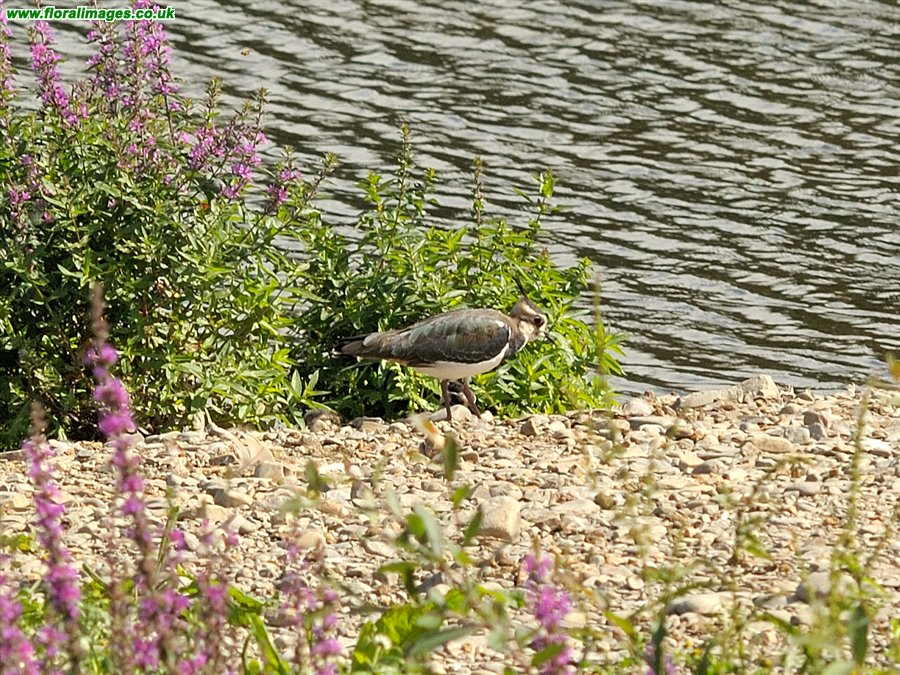 Vanellus vanellus