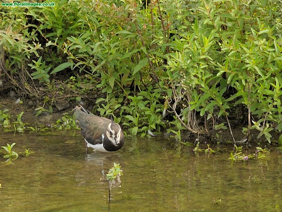 Vanellus vanellus