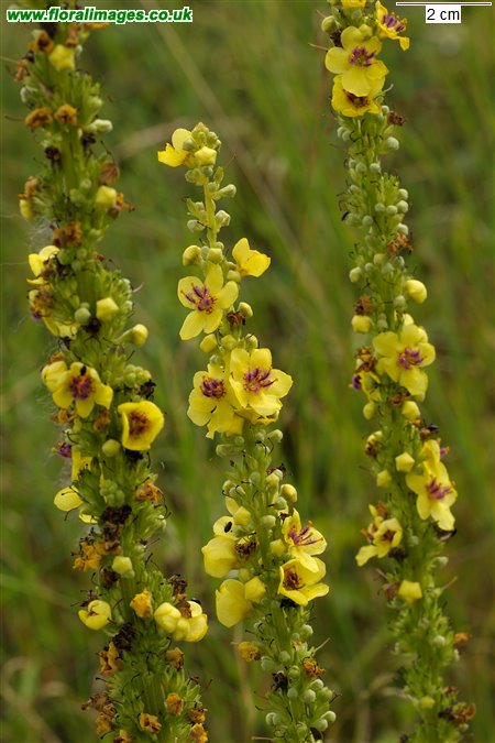 Verbascum nigrum