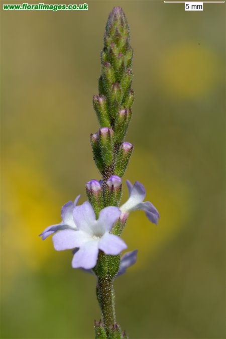 Verbena officinalis