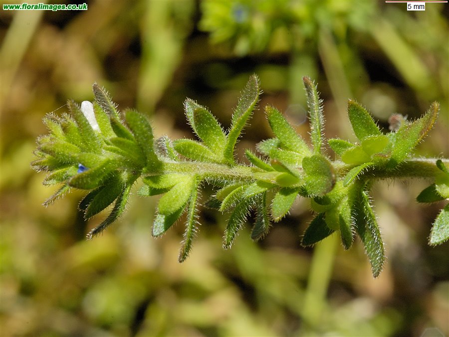 Veronica arvensis