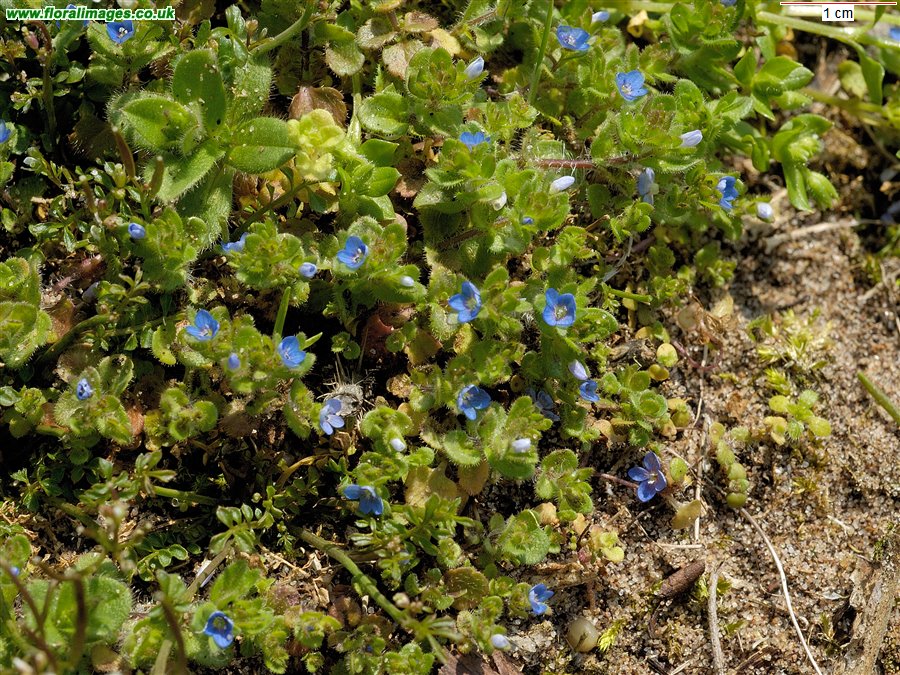 Veronica arvensis