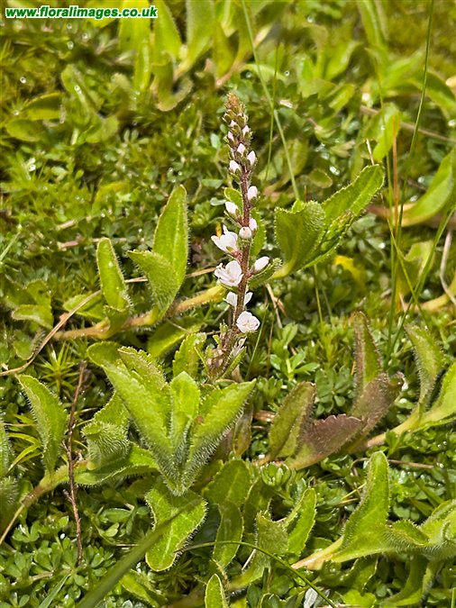 Veronica officinalis
