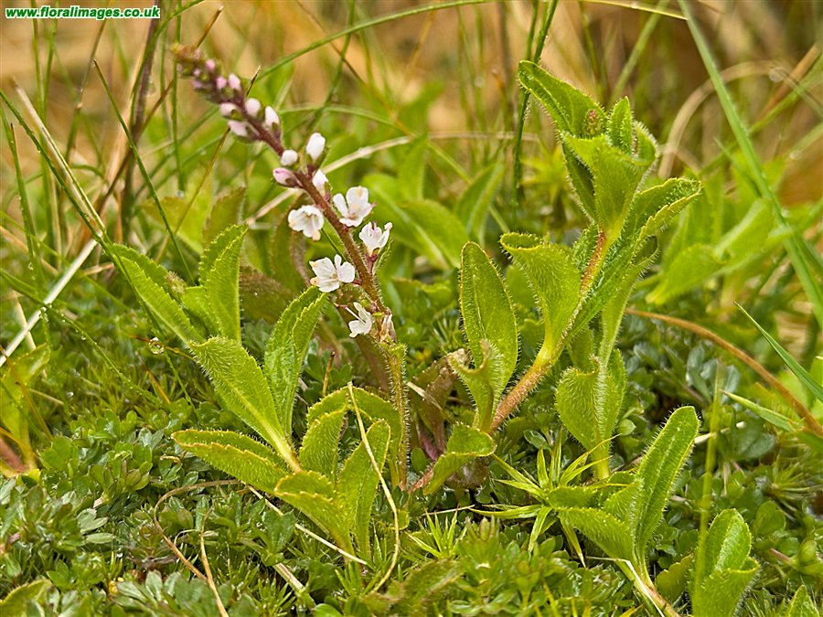 Veronica officinalis