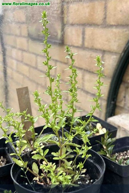 Veronica peregrina
