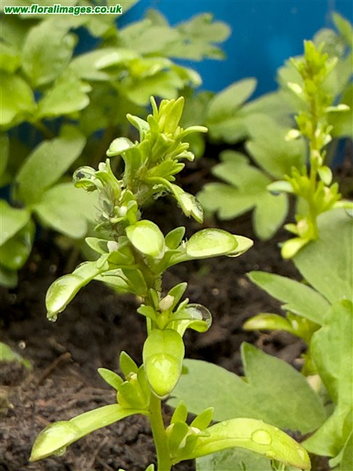 Veronica peregrina