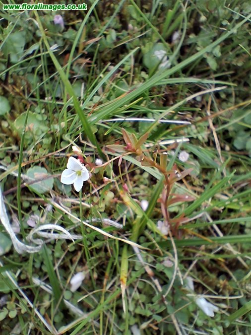 Veronica scutellata