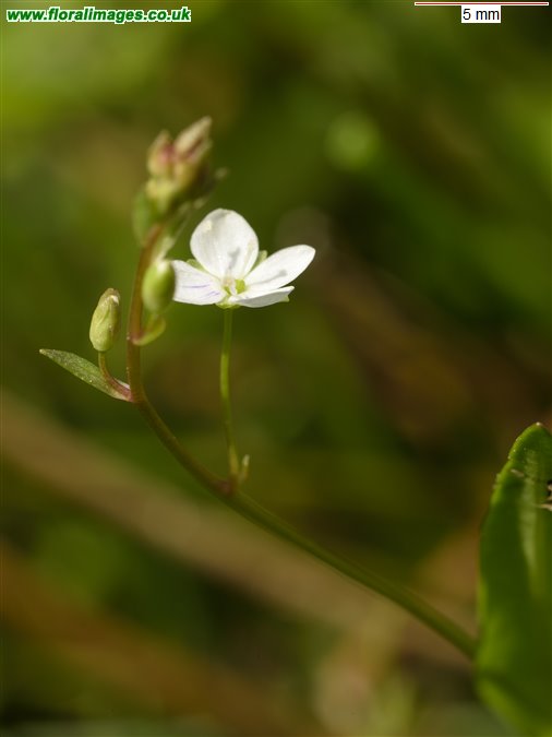 Veronica scutellata
