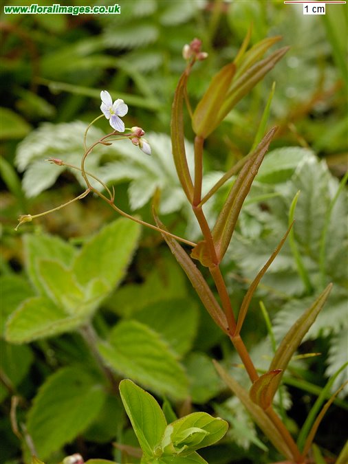 Veronica scutellata