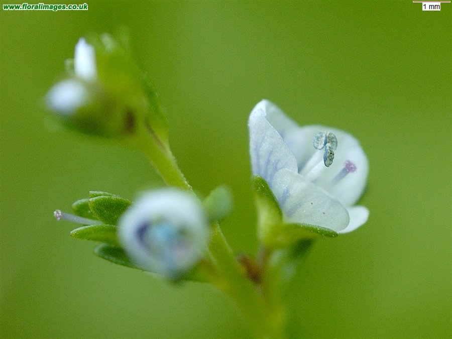 Veronica serpyllifolia